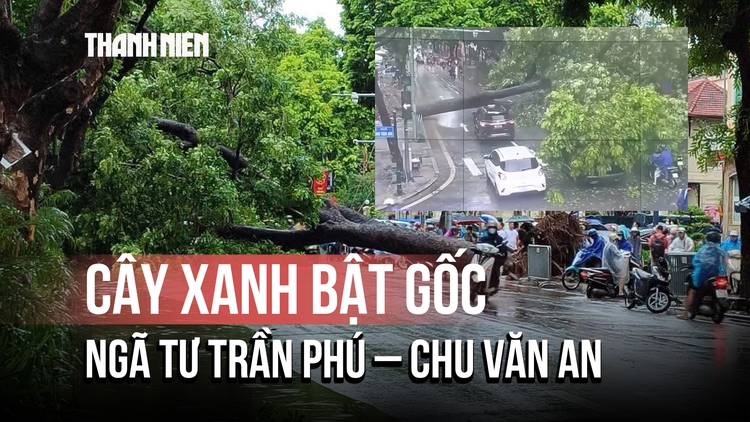 Mưa lớn tại Hà Nội: Cây xanh bật gốc, chắn ngang đường xe đang chạy