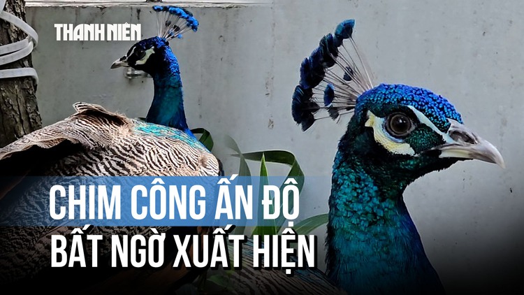 Mê mẩn bộ lông chim công quý tình cờ 'ghé thăm' chung cư