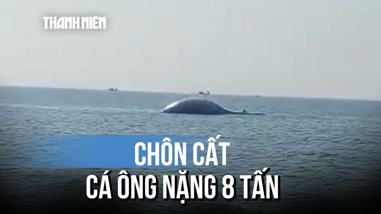 Cận cảnh Cá Ông nặng 8 tấn lụy ở vùng biển Lâm Đồng