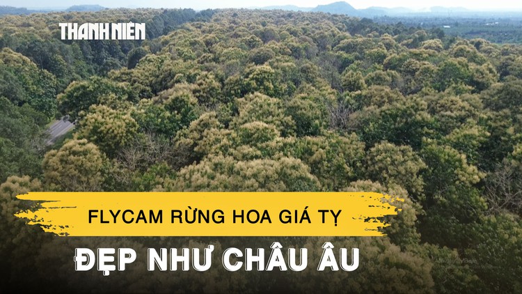 Ngắm rừng giá tỵ nở hoa trắng muốt, khung cảnh đẹp như châu Âu