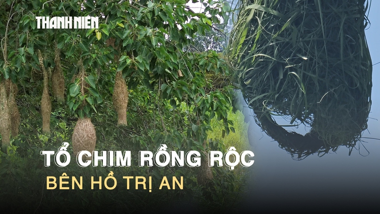 Kỳ thú hồ Trị An: Mùa chim rồng rộc làm tổ