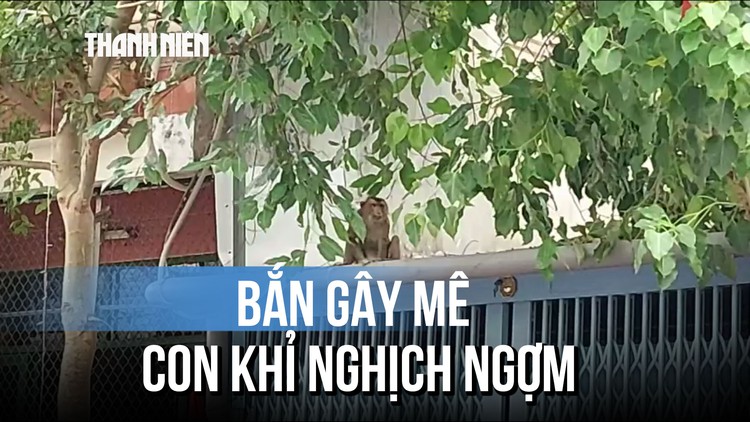 Khỉ đuôi lợn 'đột nhập' nhà dân trộm thức ăn, nghịch ngợm leo mái nhà