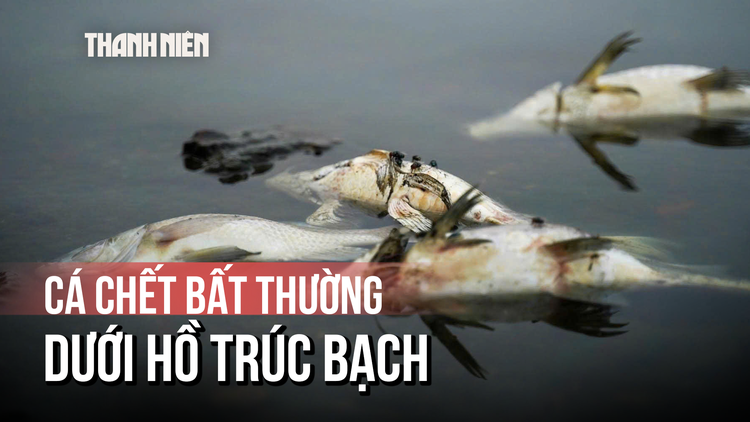 Vì sao cá chết trắng hồ Trúc Bạch?