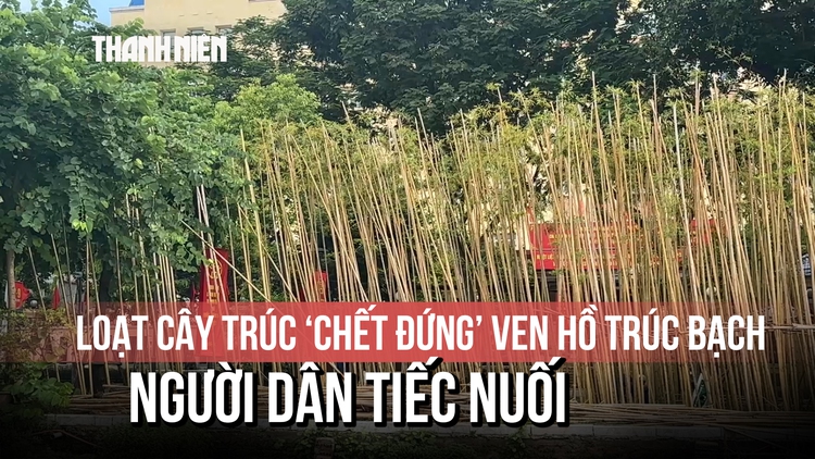 Loạt cây trúc ‘chết đứng’ ven hồ Trúc Bạch, người dân tiếc nuối
