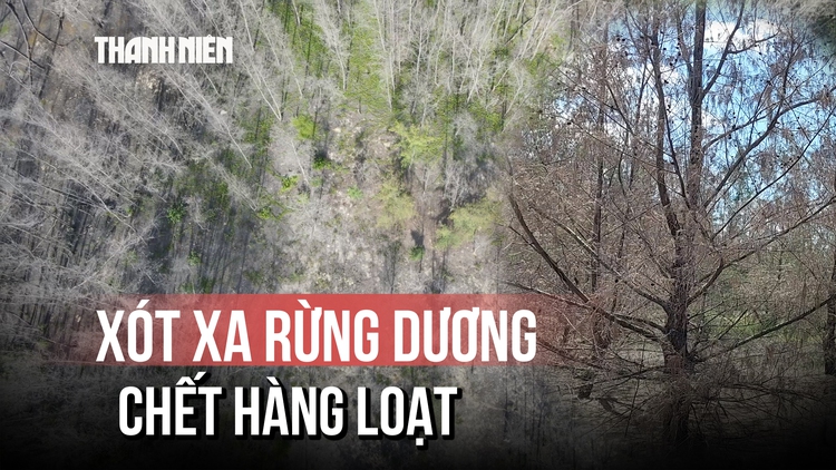 Rừng dương ven biển Gia Lai chết hàng loạt