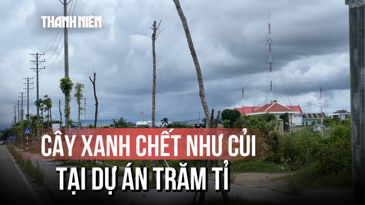 Hàng loạt cây xanh tại dự án đường hơn 370 tỉ đồng chết như củi khô