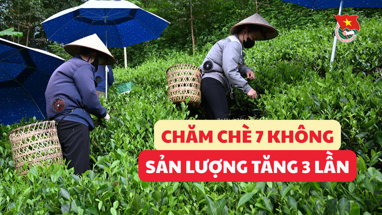 Cùng sống xanh số 125: Khi sơn nữ bỏ chăm chè bằng hóa chất sang dùng giải pháp 7 không