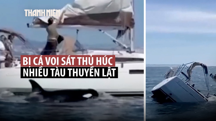 Bất ngờ cá voi sát thủ húc nhiều tàu thuyền ngoài khơi Bồ Đào Nha