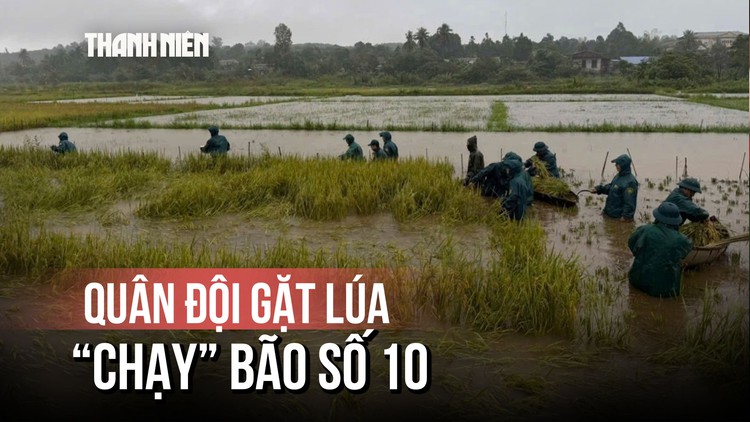 Hối hả 'chạy' bão số 10: Quân đội dầm mưa gặt lúa giúp dân, kêu gọi tàu vào neo đậu