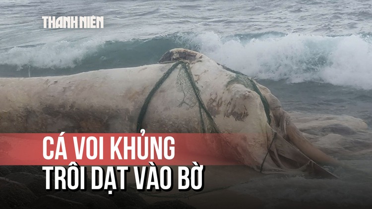 Xác cá voi ‘khủng’ trôi dạt vào bờ biển Lý Sơn