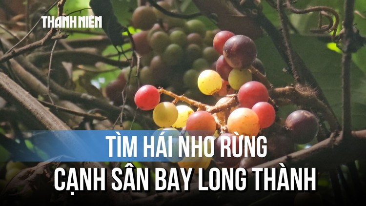 Gian nan hái nho rừng cạnh sân bay Long Thành, ngày bỏ túi tiền triệu