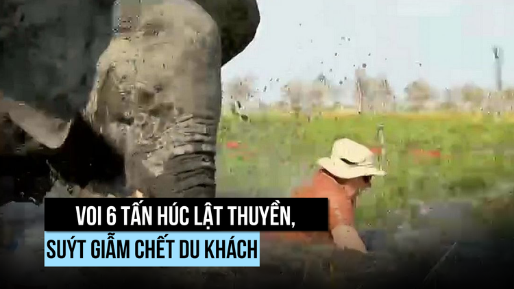 Kinh hoàng voi húc lật thuyền, suýt giẫm chết du khách Anh