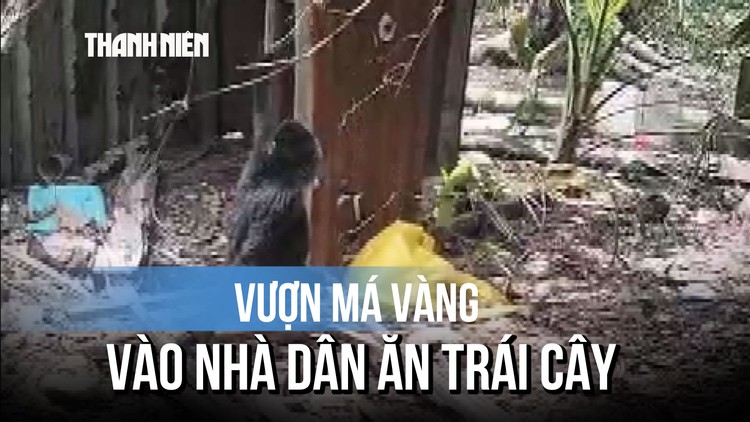 Con vượn má vàng đổi màu, vào nhà dân ăn trái cây