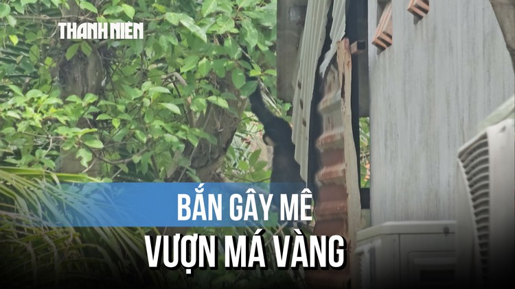 Bắn gây mê vượn má vàng quý hiếm đang leo trèo trong nhà dân