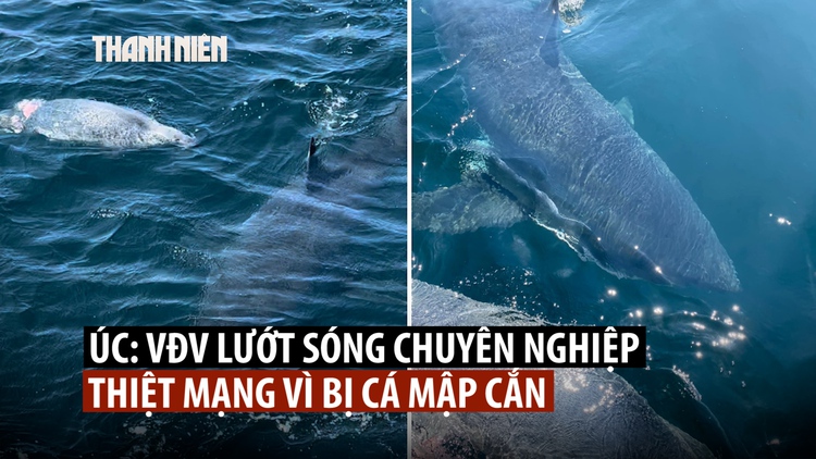 Cá mập cắn chết người lướt sóng ở bãi biển Úc