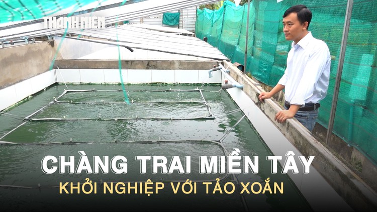 Nuôi ‘siêu thực phẩm’ tảo xoắn dưới nắng mưa miền Tây, chàng trai thu nhập 30 triệu đồng/tháng