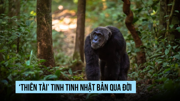 Tinh tinh 'thiên tài' qua đời ở Nhật Bản
