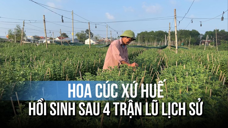 ‘Thủ phủ’ hoa cúc xứ Huế hồi sinh sau 4 trận lũ lịch sử