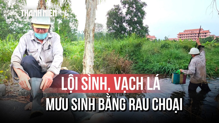 Những phận đời mưu sinh bằng rau đọt choại giữa rừng sậy
