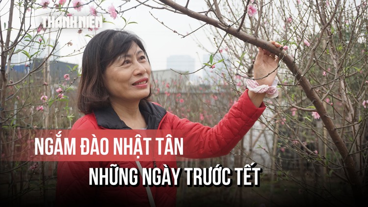 Không khí trước tết tại làng đào Hà Nội, khách ưa chọn đào huyền, tán tròn