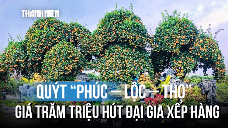 Ngắm bộ quýt 'Phúc – Lộc – Thọ' khổng lồ có giá hàng trăm triệu