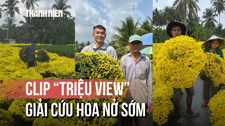Hoa nở sớm, người trồng rơi nước mắt: Clip 'triệu view' cứu vườn hoa Chợ Lách