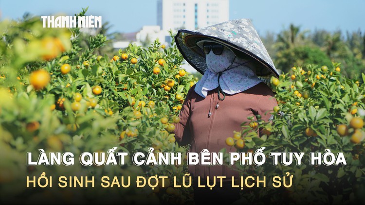 Làng quất cảnh bên phố Tuy Hòa: Hồi sinh sau đợt lũ lụt lịch sử