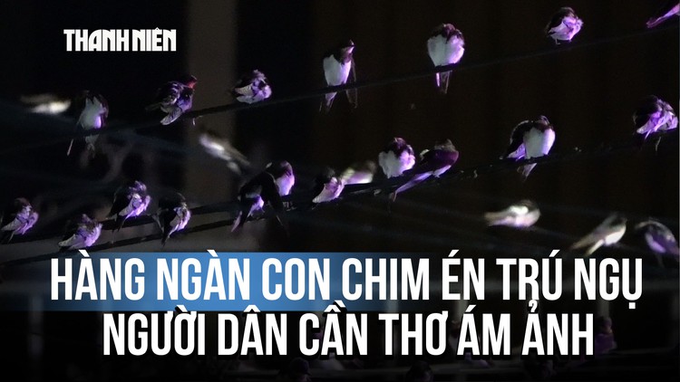Hàng ngàn con chim én kéo về trú ngụ, người dân Cần Thơ ám ảnh