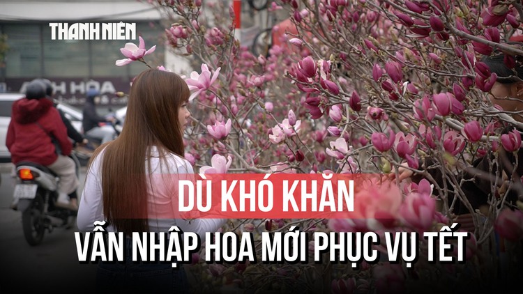  Cận cảnh hoa mộc lan gây 'sốt' chợ hoa Hà Nội