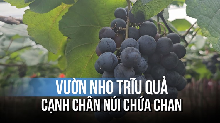 Vườn nho trĩu quả tuyệt đẹp cạnh chân núi Chứa Chan