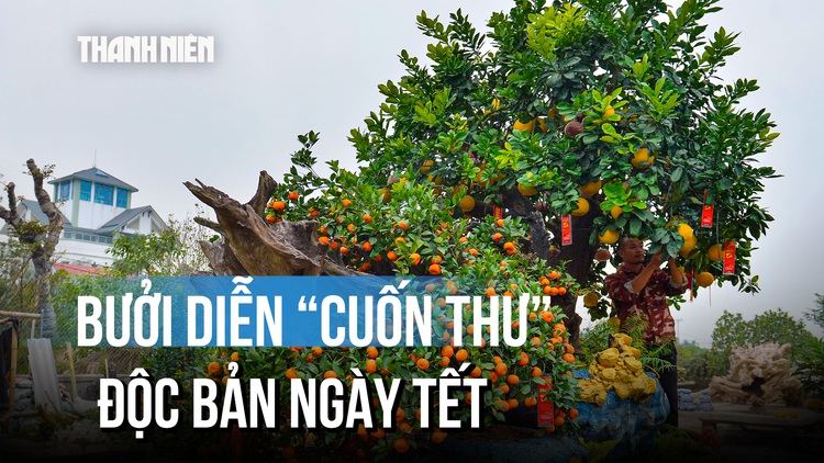 Ngắm chậu bưởi Diễn 'cuốn thư' giá trăm triệu 