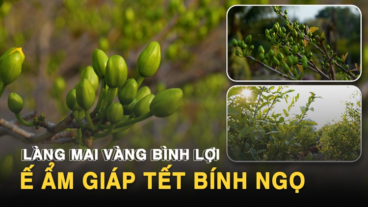 Làng mai vàng Bình Lợi bán chậm giáp Tết Bính Ngọ: Chủ vườn thấp thỏm chờ 'cú hích' phút chót