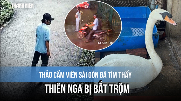 Thảo Cầm Viên Sài Gòn đã tìm thấy con thiên nga bị bắt trộm