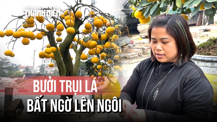 Bưởi trụi lá bất ngờ ‘lên ngôi’ dịp tết Bính Ngọ