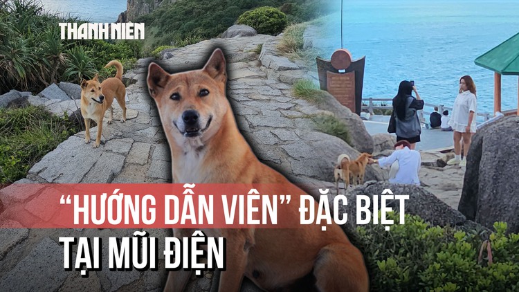 ‘Bạn chó Vàng’: Hướng dẫn viên thân thiện của du khách Mũi Điện