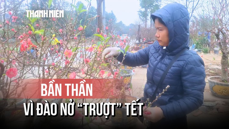 Nhà vườn bần thần, đứng ngồi không yên vì đào nở 'trượt' tết