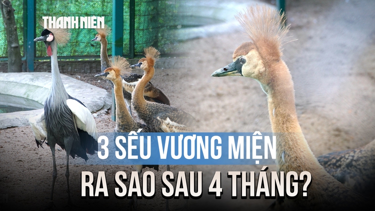 Sau 4 tháng, 3 sếu vương miện đầu tiên sinh ra ở Thảo Cầm Viên lớn nhanh bất ngờ