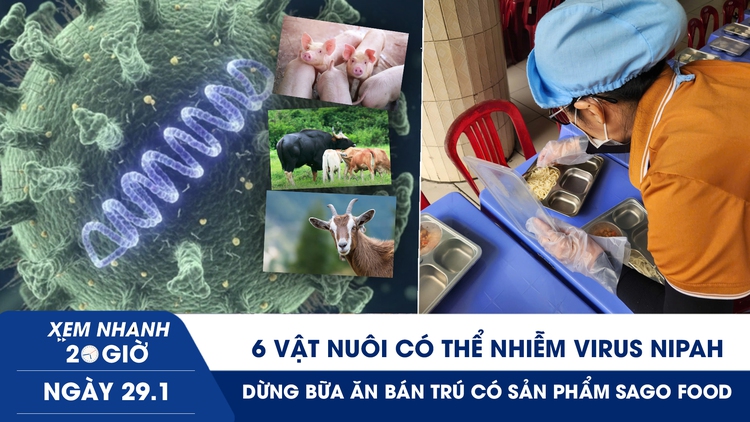 Xem nhanh 20h ngày 29.1: 6 vật nuôi có thể nhiễm virus Nipah | Dừng bữa ăn bán trú có sản phẩm Sago