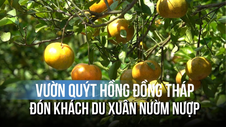 Vườn quýt hồng Đồng Tháp tuyệt đẹp đón khách du xuân sớm