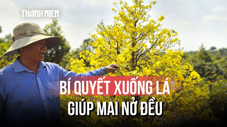 Nông dân làng mai vàng Bình Lợi vào vụ xuống lá, chuẩn bị mai Tết 2026