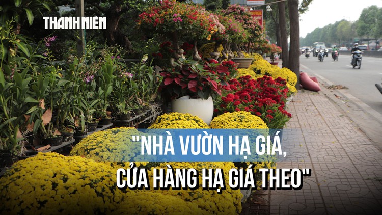 Hoa tết về sớm trên đường Phạm Văn Đồng, tiểu thương đẩy mạnh bán cúc mâm xôi