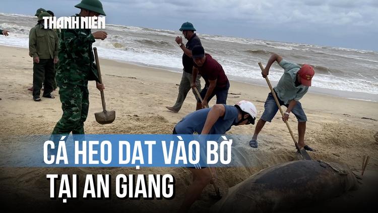 Phú Quốc: Cá heo trăm ký chết dạt vào bờ biển Bãi Thơm