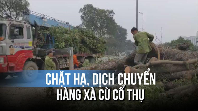 Chặt hạ, dịch chuyển hàng xà cừ cổ thụ ở Hà Nội: Đấu giá củi gỗ thu tiền nộp ngân sách