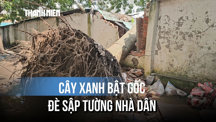 Lời kể vụ cây xanh ngã đè sập tường nhà dân, người đàn ông thoát nạn gang tấc