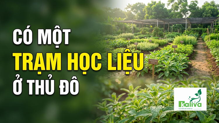 Cùng sống xanh 170: Đánh thức tiềm năng dược liệu Việt từ mô hình giáo dục trải nghiệm