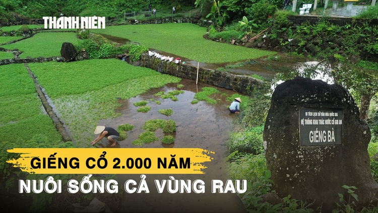 Giếng cổ ngàn năm ở Quảng Trị nuôi dưỡng loại rau mang về 5 tỉ đồng mỗi năm