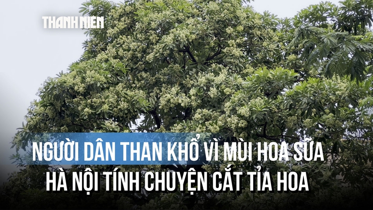Tranh cãi mùi hoa sữa: Thoảng qua thì thơm, ở gần lại thành nỗi khổ