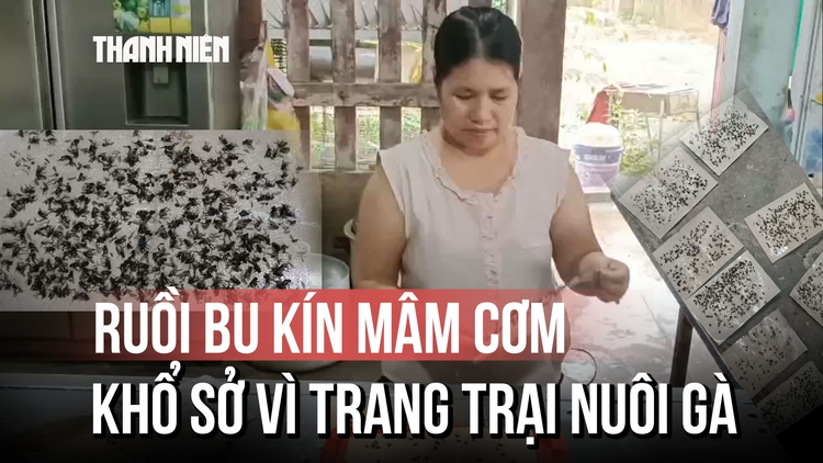Ruồi bu kín mâm cơm, buôn bán ế ẩm vì trang trại nuôi gà ở Quảng Trị