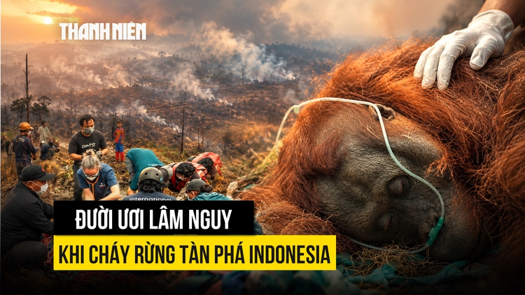 Đười ươi lâm nguy khi cháy rừng tàn phá Indonesia