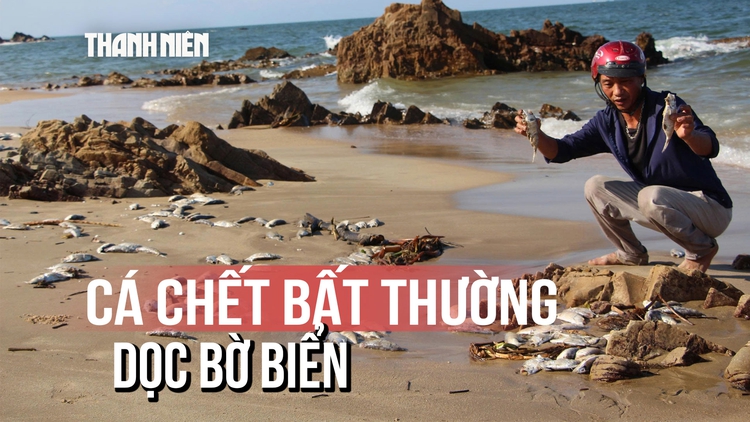 Bất thường: Cá chết la liệt, bốc mùi hôi thối dọc 1km bờ biển Quảng Trị
